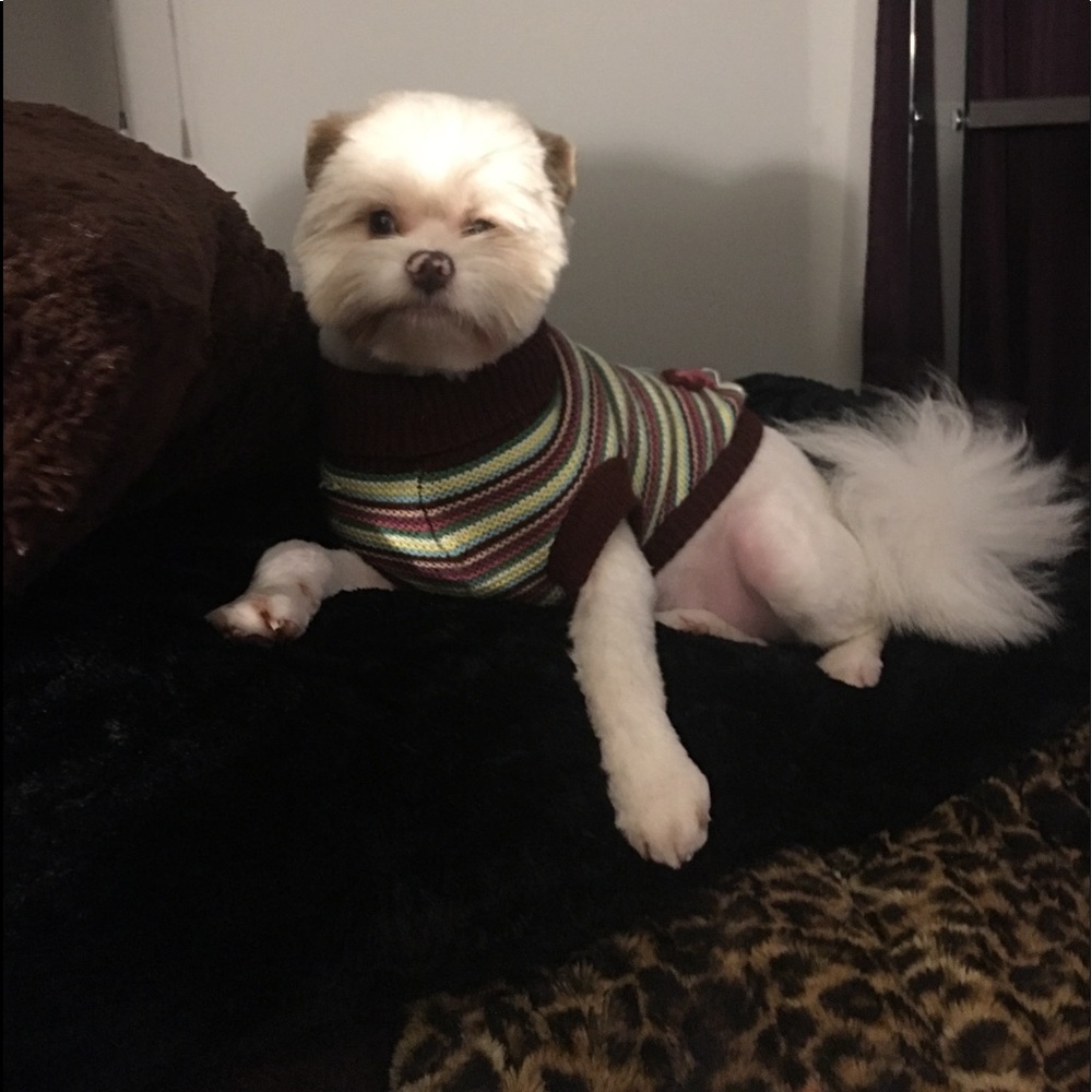 Meet your Posher, Louis💜💜💜💜💜💜💜💜💜